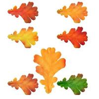 Oak leaves isolated on a white background vector