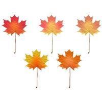 Realistic maple leaves isolated on white background vector