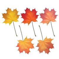 Realistic maple leaves isolated on white background vector