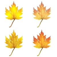 Realistic maple leaves isolated on white background vector