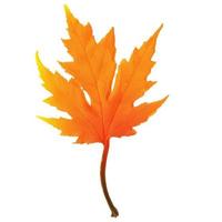 Autumn maple leaf vector on a white background