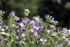 Malva sylvestris is a species of the mallow in the family of Malvaceae