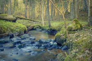 Morning sunrise in the wild forest on river over rocks photo