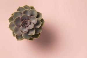 Beautiful pattern of green succulent isolated on pink background Flat lay