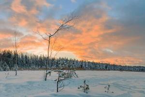 Frosty morning in raised bog Landscape with the frozen plants Latvia photo