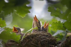 Un primer plano del nido de aftas con bebés. foto