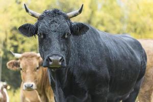 Black and brown cows come close to yellow autumn colors in green grassy photo