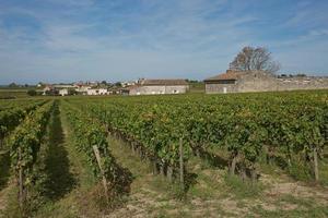 Uvas en el viñedo en el sur de Francia en la Provenza foto