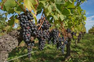 Uvas en el viñedo en el sur de Francia en la Provenza foto