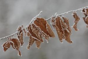 hojas heladas de invierno de cerca con la nieve aislada