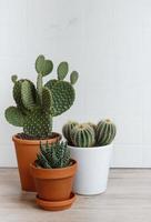 Cactuses and succulent plant in pots on the table photo