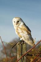 Beautiful Barn Owl on a Post During Sunset photo