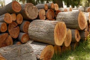 Pila de troncos de madera listos para el invierno foto