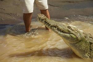 Detail of crocodile with human legs in the background photo