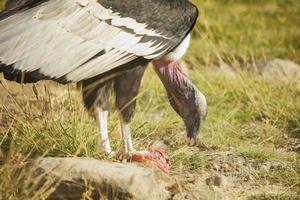 Condor eating lunch photo