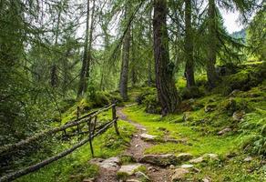 Path through the Alpine forests of Solden photo