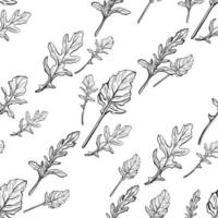 Arugula seamless pattern. Arugula leaves on a white background. Spicy and aromatic Italian seasoning. Hand-drawn vector illustration
