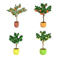 Citrus fruit trees set Home saplings of tangerine grapefruit lemon and lime in flowerpots Vector illustration
