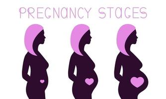 Pregnancy stages infographic Pregnant woman silhouette during 3 trimesters Female body changes and belly grows Vector illustration