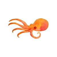 Orange octopus watercolor illustration sea creature animal vector