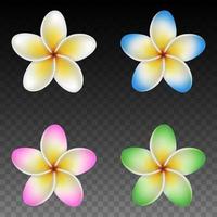 set of isolated colorful plumeria flowers vector