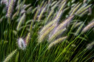 setaria italica en lago di caldaro en bolzano, italia foto