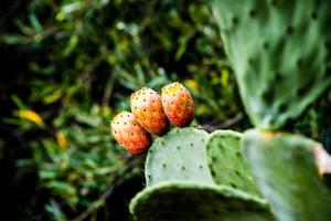 Three prickly pears photo