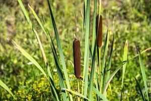 Close-up of typha latifolia photo