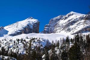 Snowy peaks and pine trees with blue skies
