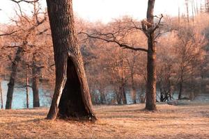 Lonely tree in a autumn or spring park or forest with a large hollow photo