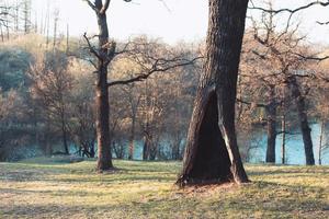 Lonely tree in a summer or spring park or forest with a large hollow photo