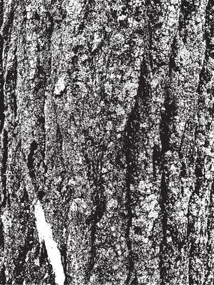 Grunge tree bark texture