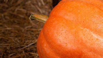 Calabaza fresca naranja grande en heno foto