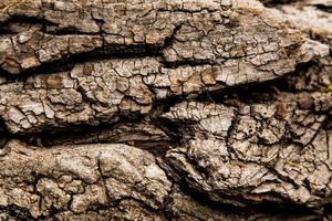 Fondo de textura de corteza marrón de un árbol foto