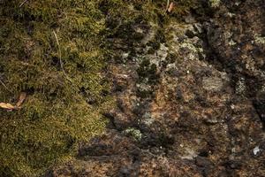 Beautiful moss and lichen covered stone photo