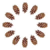 Pine cones on white background photo