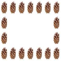 Pine cones on white background photo