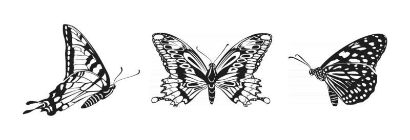 Set of vector butterflies Monarch butterfly