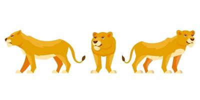 leona en diferentes poses. vector