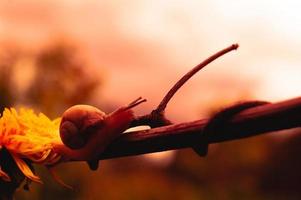 Burgundy snail at sunset in dark red colors and in a natural environment photo