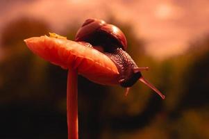 Burgundy snail at sunset in dark red colors and in a natural environment