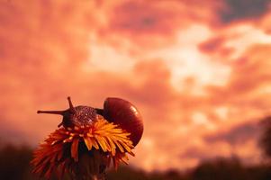 Burgundy snail at sunset in dark red colors and in a natural environment photo