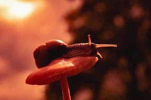 Caracol burdeos al atardecer en colores rojo oscuro y en un entorno natural foto