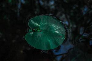 Water lily leaf photo