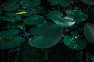 Grean water lily leaves photo