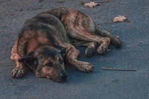 Old dog on the road photo