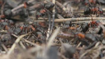 Ants working in an anthill