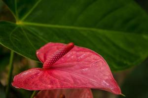 hermosa flor naturaleza foto