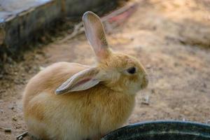 conejo conejito de pascua foto