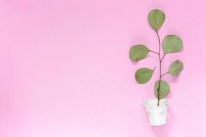 Sprig with leaves in a white bucket on a plain pink background with an area photo